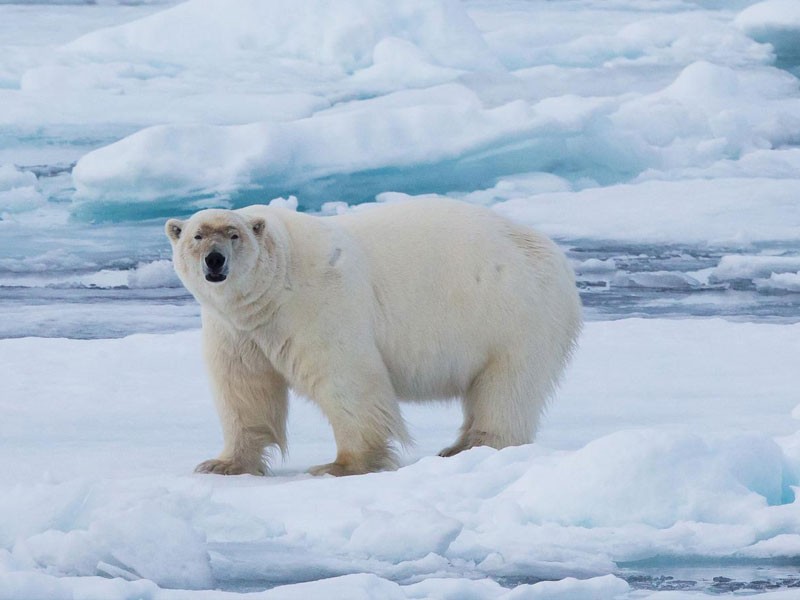 11 days Longyearbyen to Longyearbyen Tour