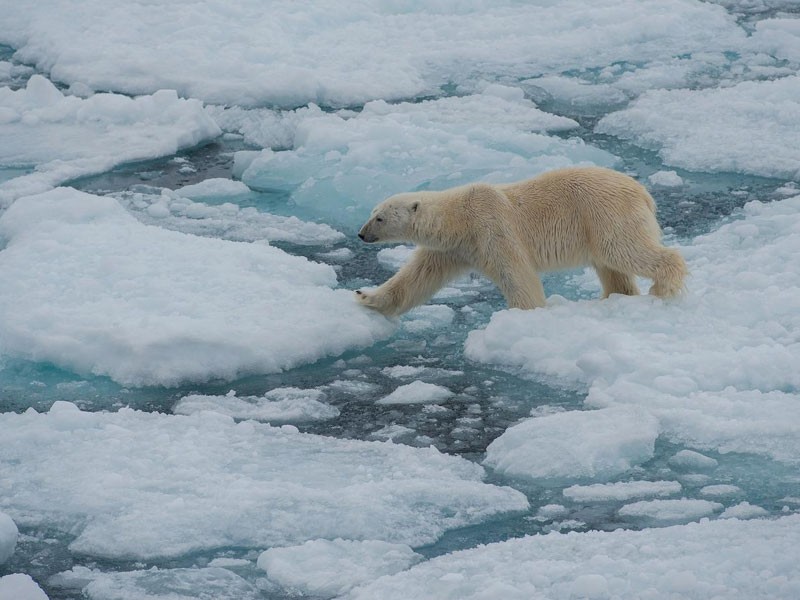 8 days Longyearbyen to Longyearbyen Tour