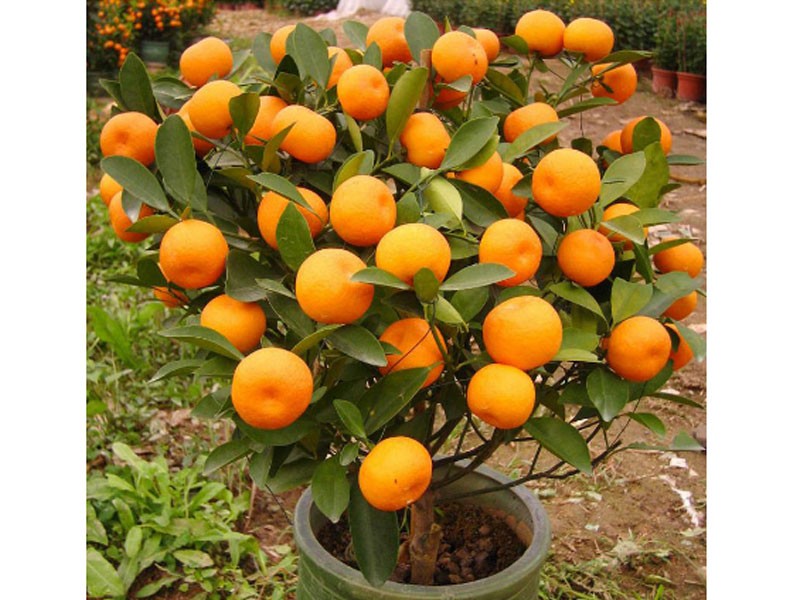 Fruit Mandarin Bonsai Tree Seeds Citrus Seeds Bonsai Mandarin Orange Seeds