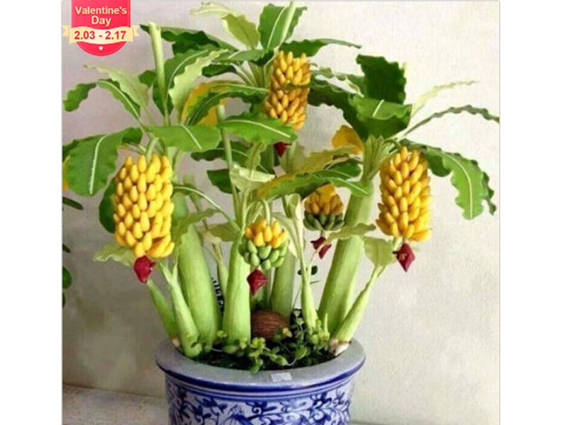 eeds Bonsai Tree Tropical Fruit Seeds Balcony Flower for Home Plants