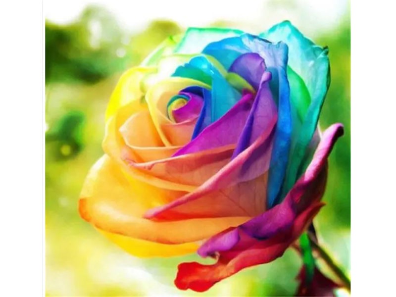 Egrow 200Pcs Rainbow Rose Seeds Rare Colorful Flower Potted Plant Garden Bonsai