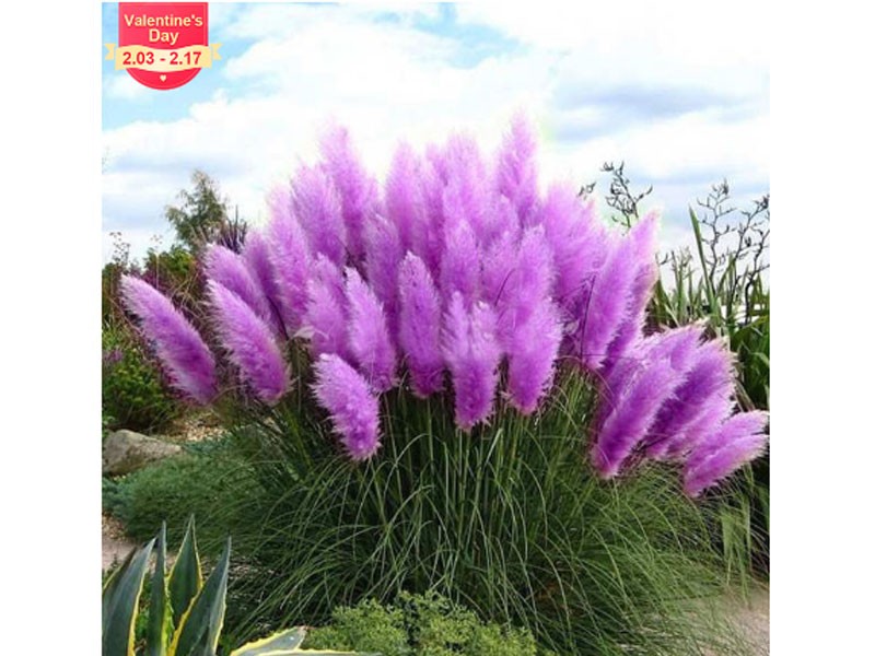 Pampas Grass Seed Potted Purple Pampas Grass Garden Ornamental Plants