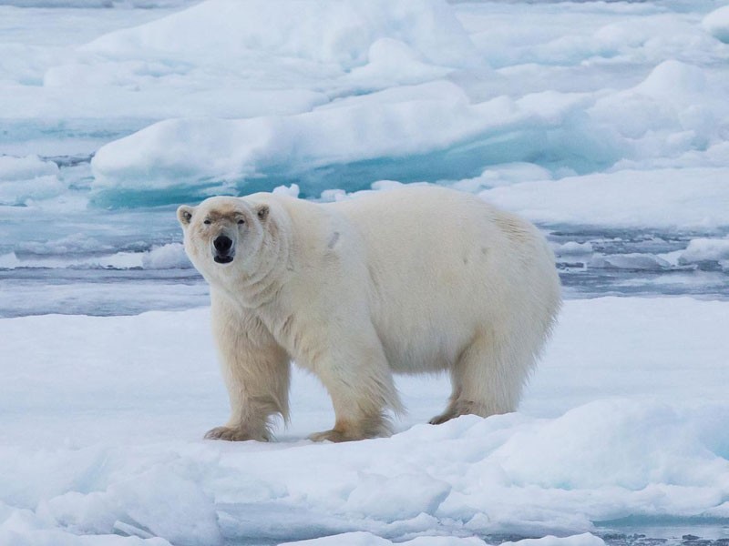 11 days Longyearbyen to Longyearbyen Tour Package