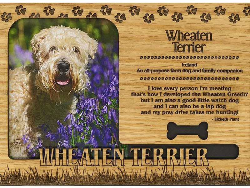 Wheaten Terrier Frame