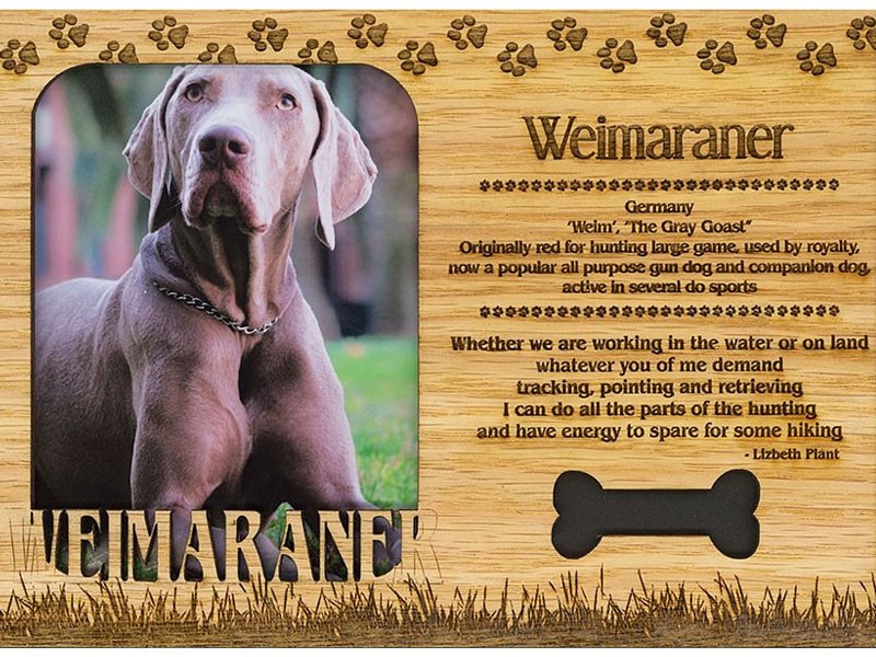 Weimaraner Frame