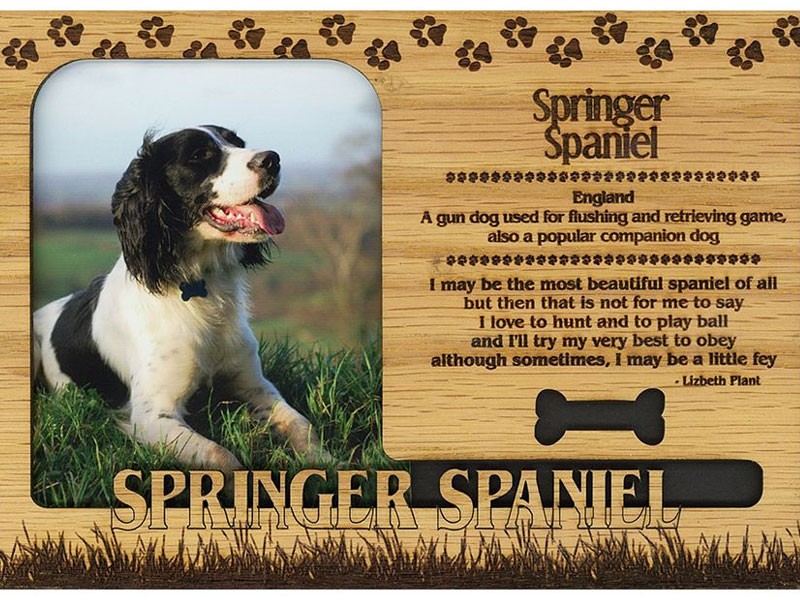 Springer Spaniel Frame