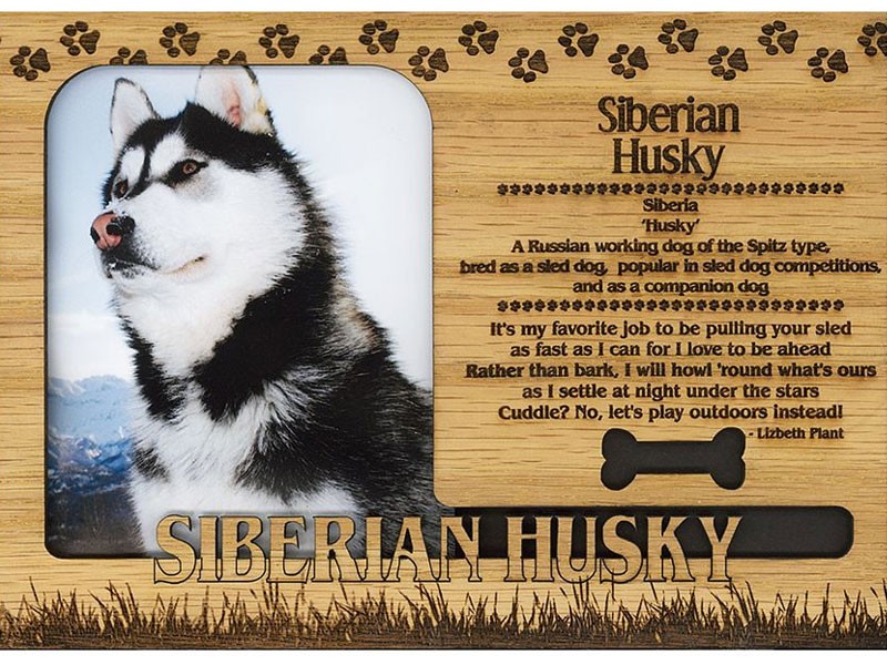 Siberian Husky Frame
