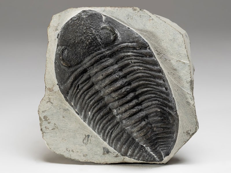 Astro Gallery Genuine Trilobite Fossil