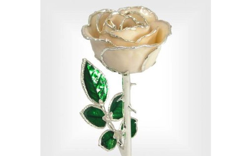 Sterling Silver Rose: 8-Inch Trimmed Ivory White Rose