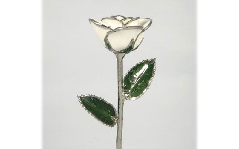 Silver Trimmed Rose: 11-Inch White Rose