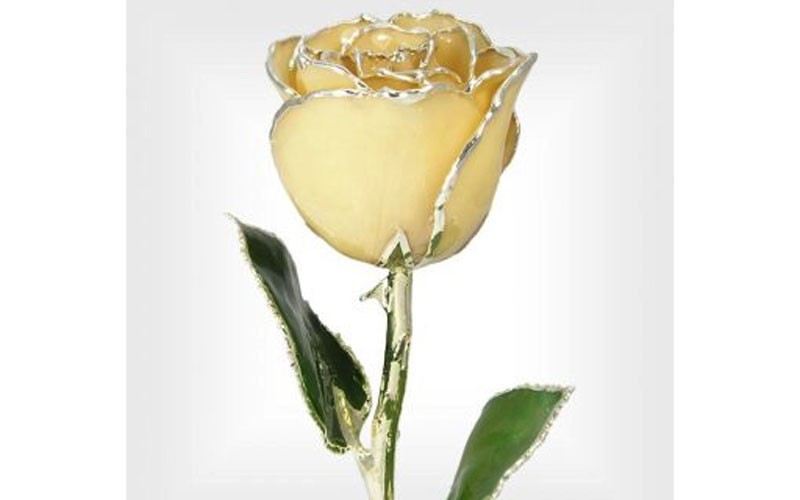 11-Inch Sterling Silver Trimmed Ivory White Rose