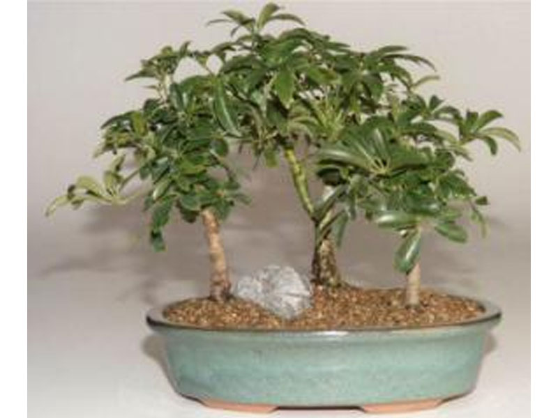 Hawaiian Umbrella Bonsai Tree 3 Tree Forest Group