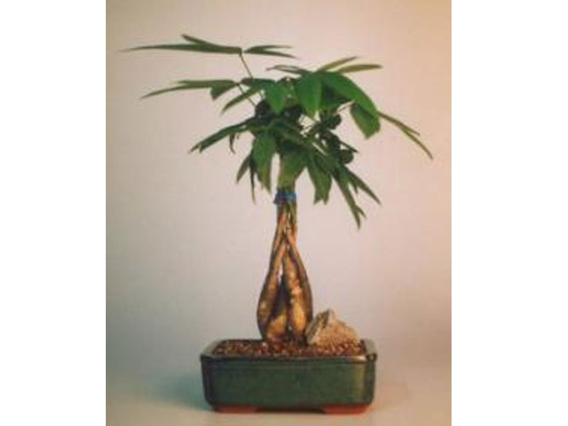 Braided Money Bonsai Tree Good Luck Tree