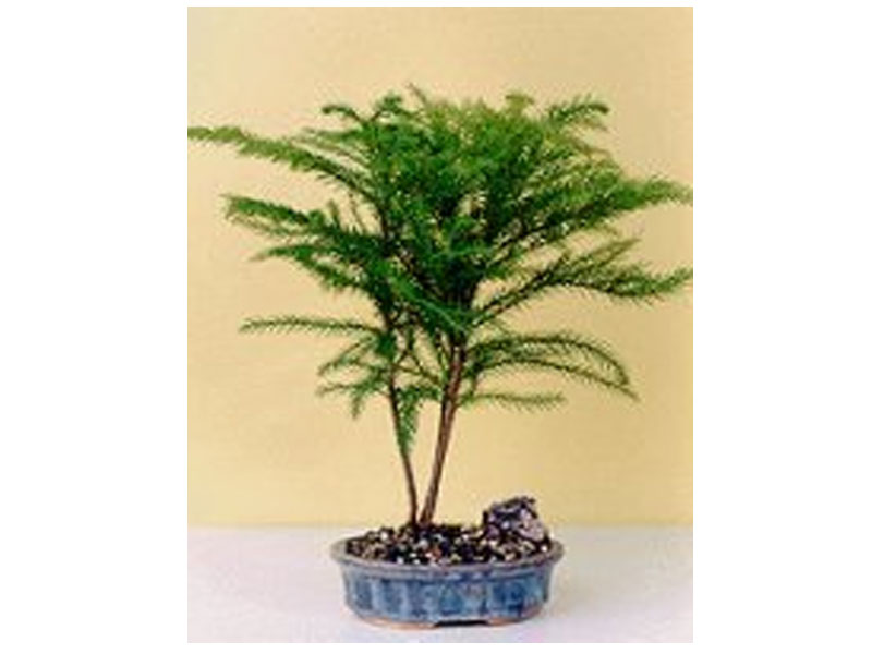 Norfolk Island Pine-Medium