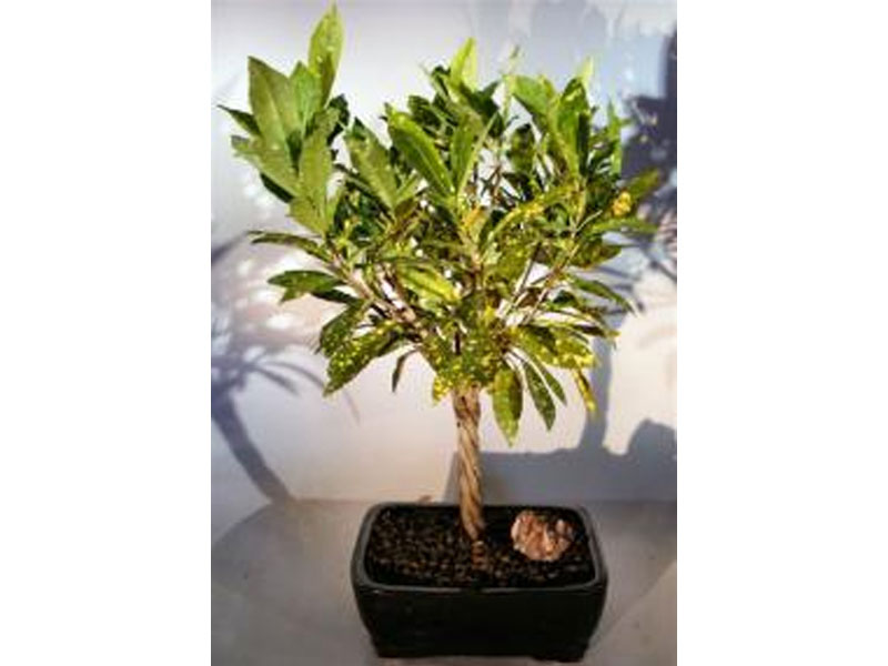 Croton Gold Dust Braided Twist Bonsai Tree