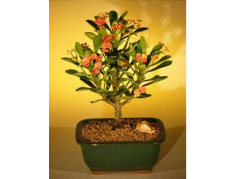 Flowering Crown of Thorns Bonsai Tree Red Salmon