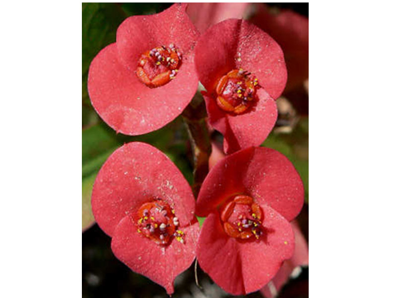 Flowering Crown of Thorns Bonsai Tree Red Salmon