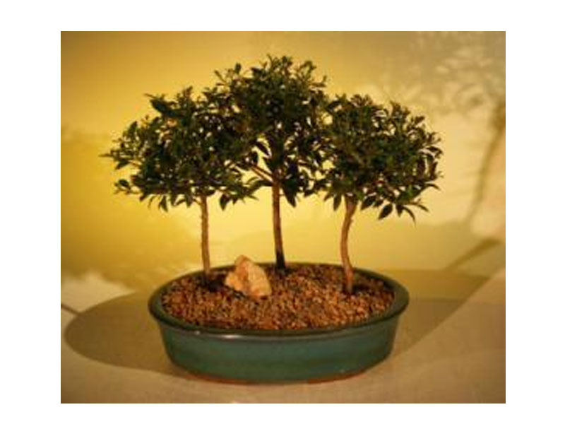 Flowering Brush Cherry Bonsai Tree