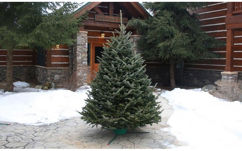 Fresh Cut Christmas Trees or Wreaths with Free Home Delivery