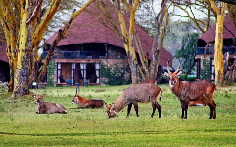 7 Nights Vacation Packages To Jewels Of Kenya