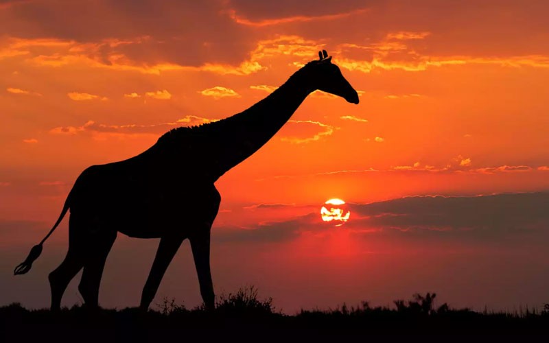 11 Nights Vacation Packages To South Africa Of Capetown And Safari
