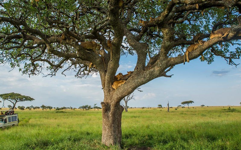 11Days Tanzania Family Journey A Serengeti Safari