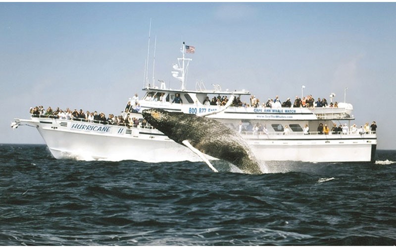 Cape Ann Whale Watch