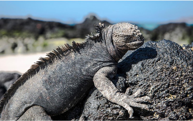 7 Days Galapagos North & Central Islands Aboard The Edent Tours