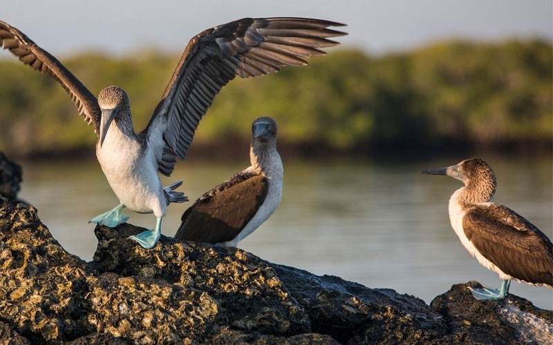 8 Days Galapagos North & Central Islands Aboard The Edent Tours
