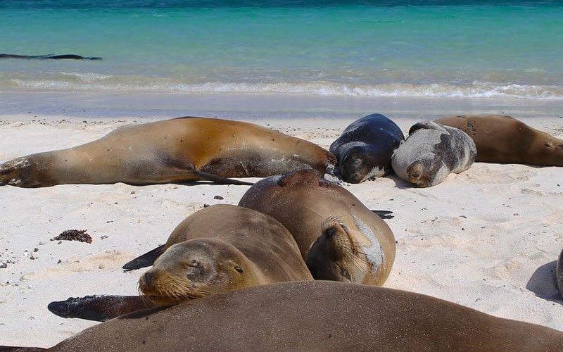 8 Days Galapagos West & Central Islands Aboard The Eden Tours