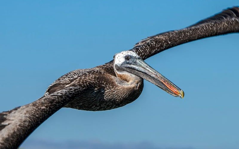 10 Days Galapagos North Central & South Islands Aboard The Eden Tours