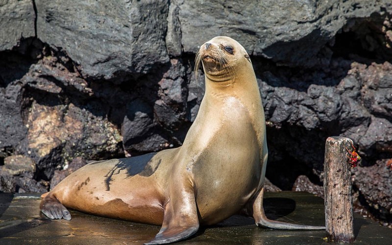 10 Days Galapagos East Central & West Islands Aboard The Eden Tours