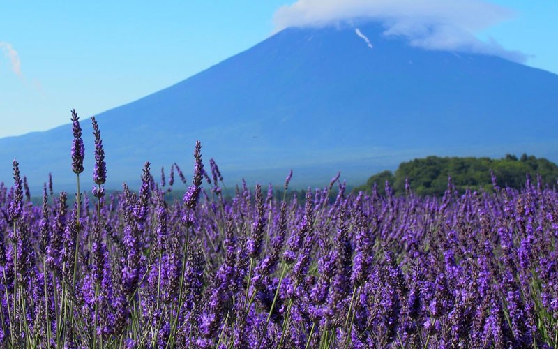 11 days Tokyo To Tokyo Japan Tours